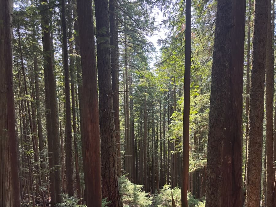Sunlight filtering through a tall forest on Grouse Mountain