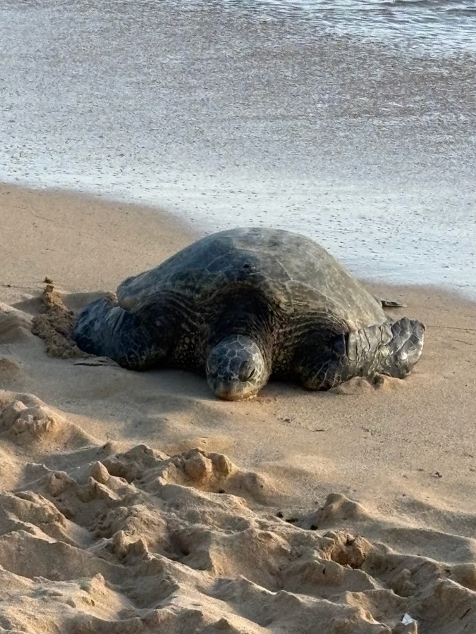 Hawaiian green sea turtle resting on the sand