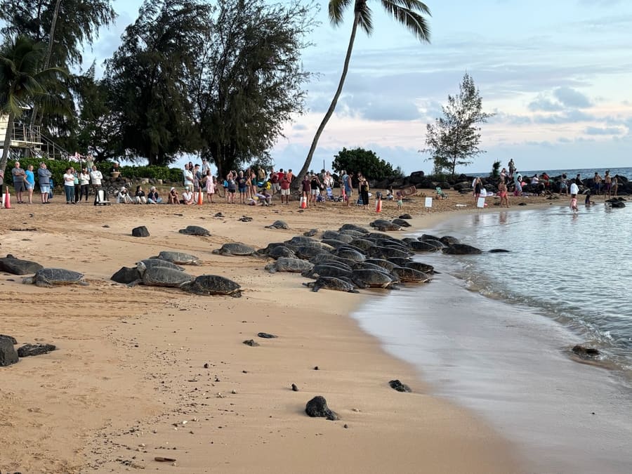 Hawaiian green sea turtles gathered along the shoreline