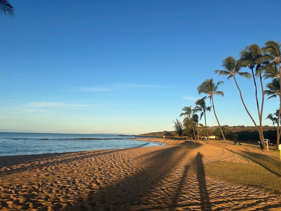 Palm-lined Hawaiian beach in golden-hour light