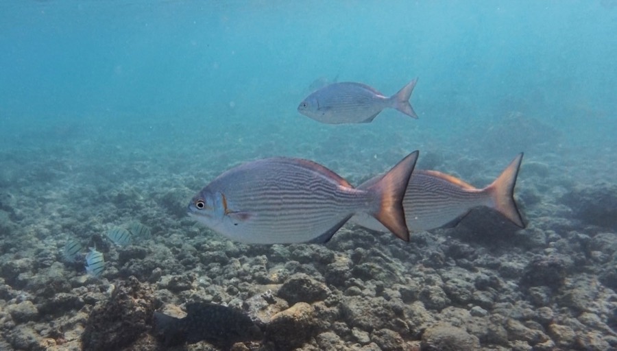 Reef fish swimming underwater in Hawaii