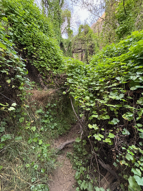 Jungle