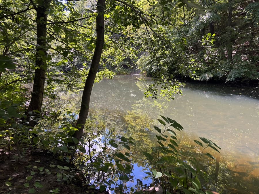 Bronx River reflecting trees beneath a shaded canopy
