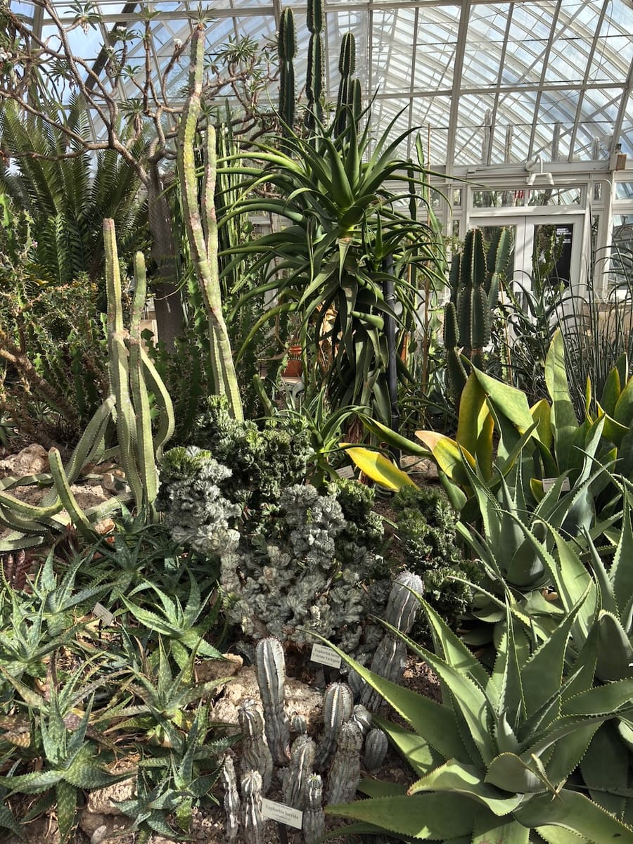 Cacti and succulents inside the glass conservatory