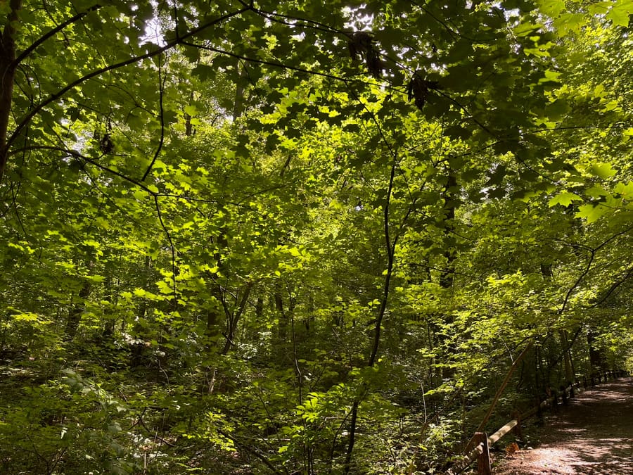 Sunlit woodland path beneath a dense green canopy