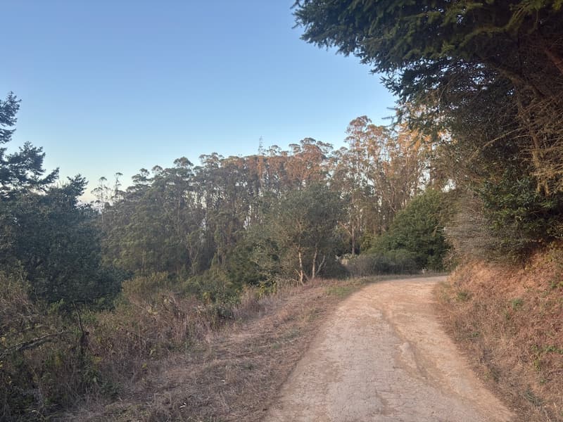 Dirt trail winding between trees in Tamalpais Valley