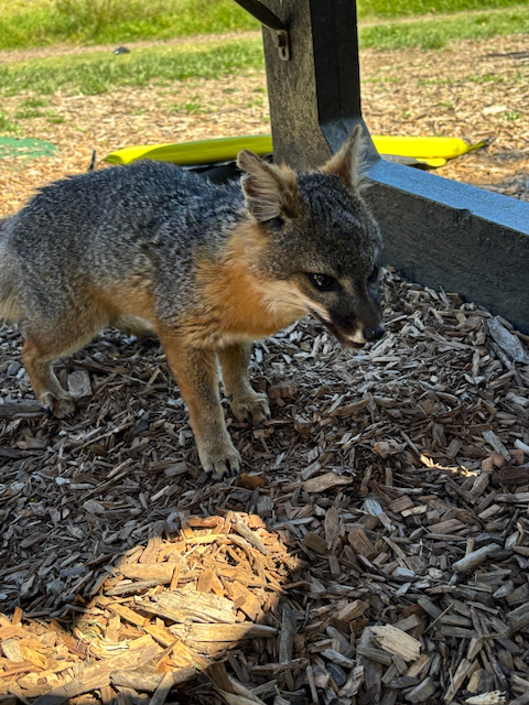 Fox at Scorpion Bay
