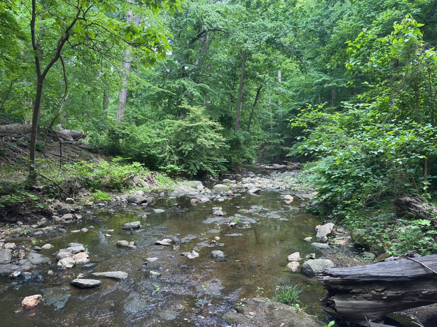 Woodland stream in Rock Creek Park