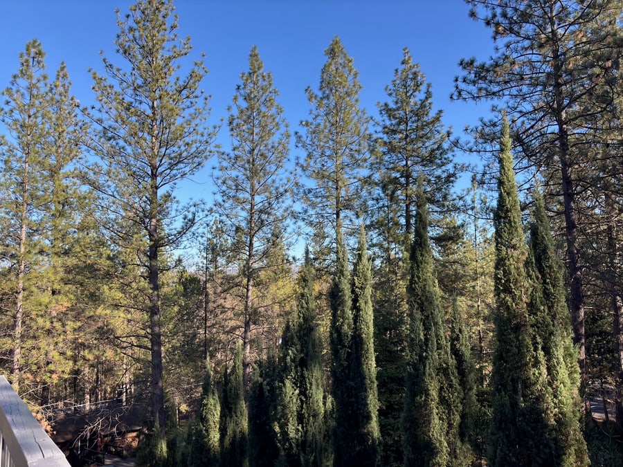 Evergreen forest in Yosemite during winter