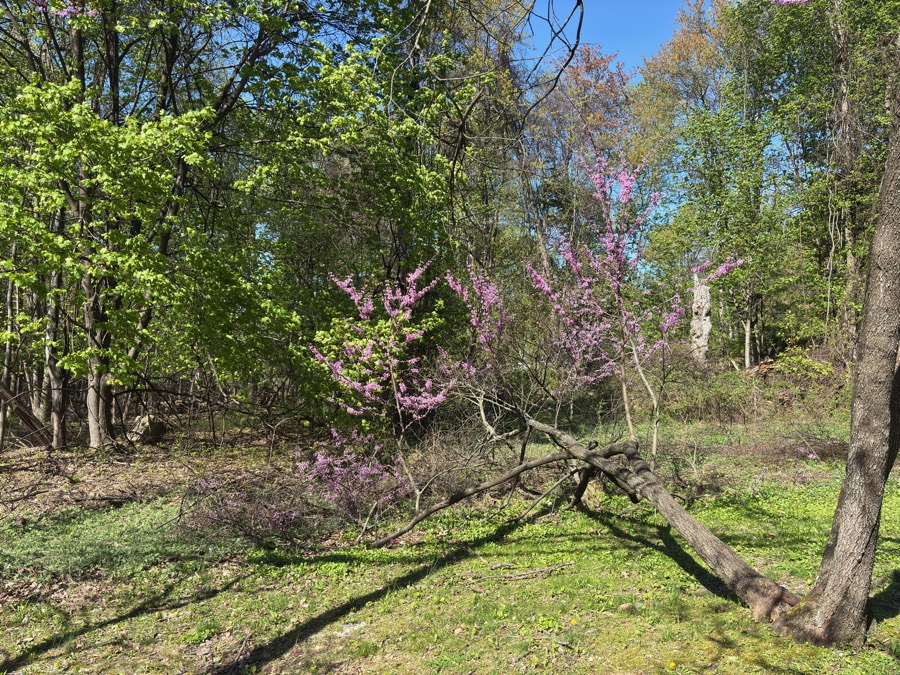 Pink blossoms along the wooded trail near Cold Spring