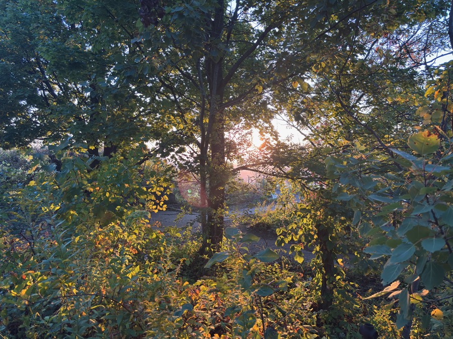 Late-day sunlight through trees near the trail