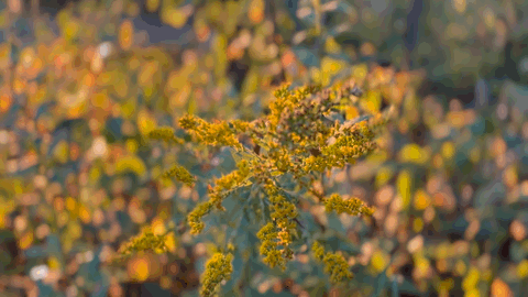 Goldenrod moving in the late-afternoon light in the Hudson Highlands